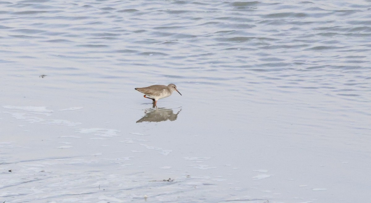 Archibebe Común - ML646657176