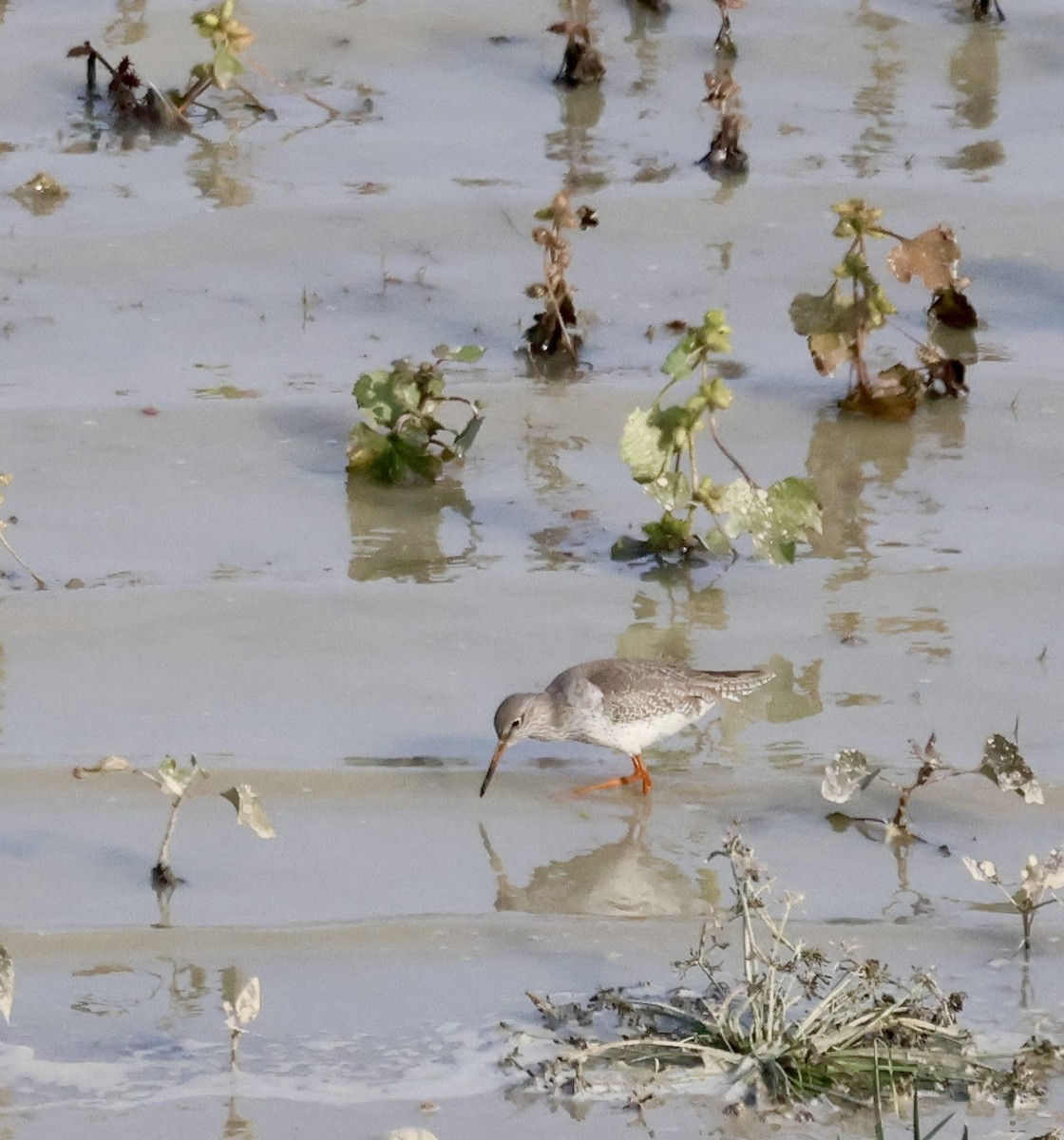 Archibebe Común - ML646657177