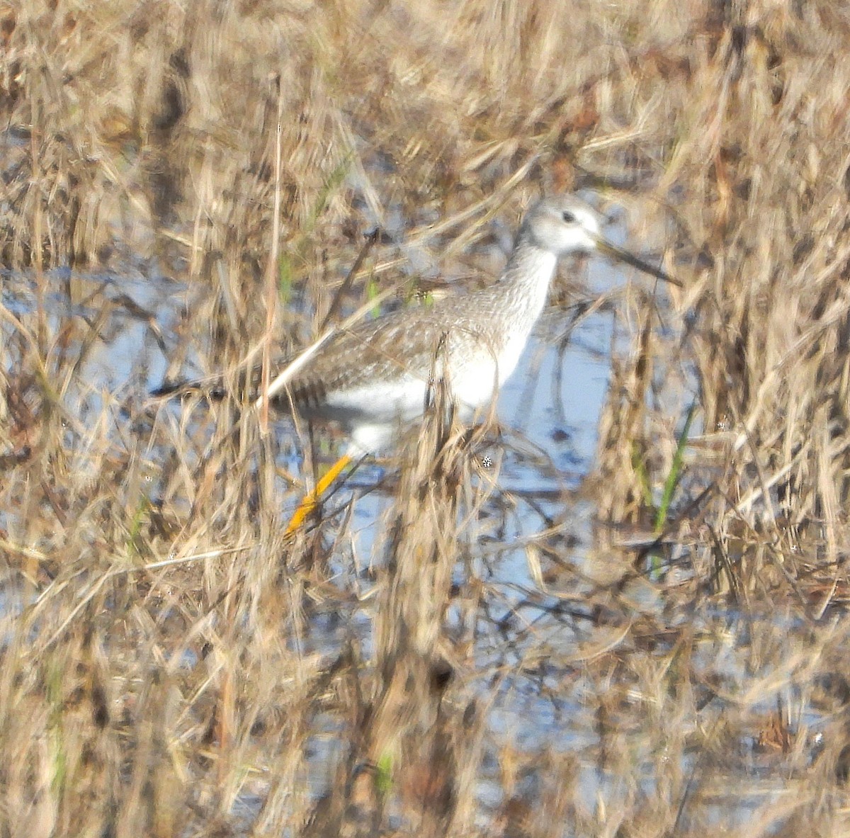 Grand Chevalier - ML646657178