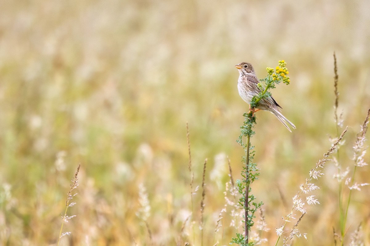 Corn Bunting - ML646657180
