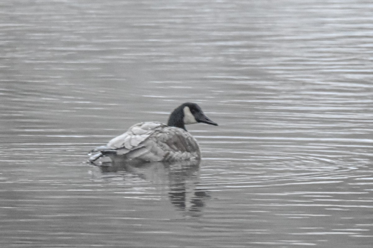 Canada Goose - ML646657181