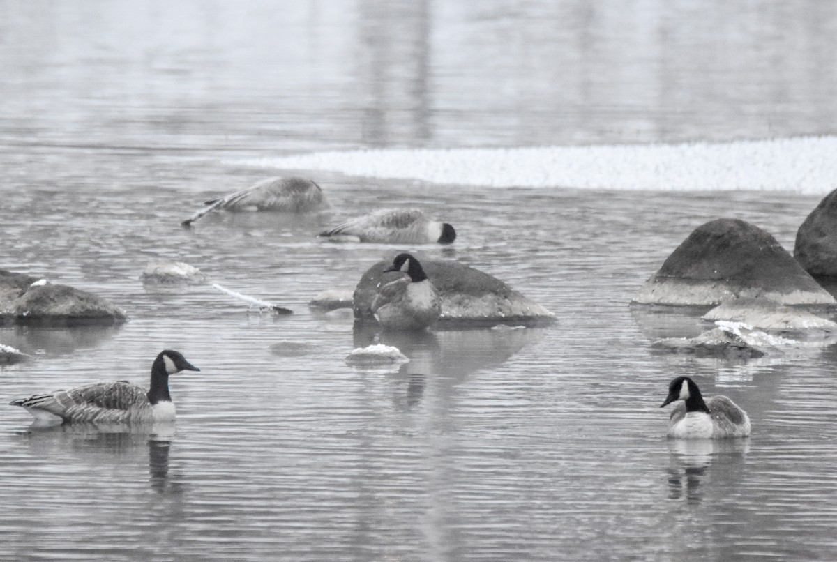 Canada Goose - ML646657182