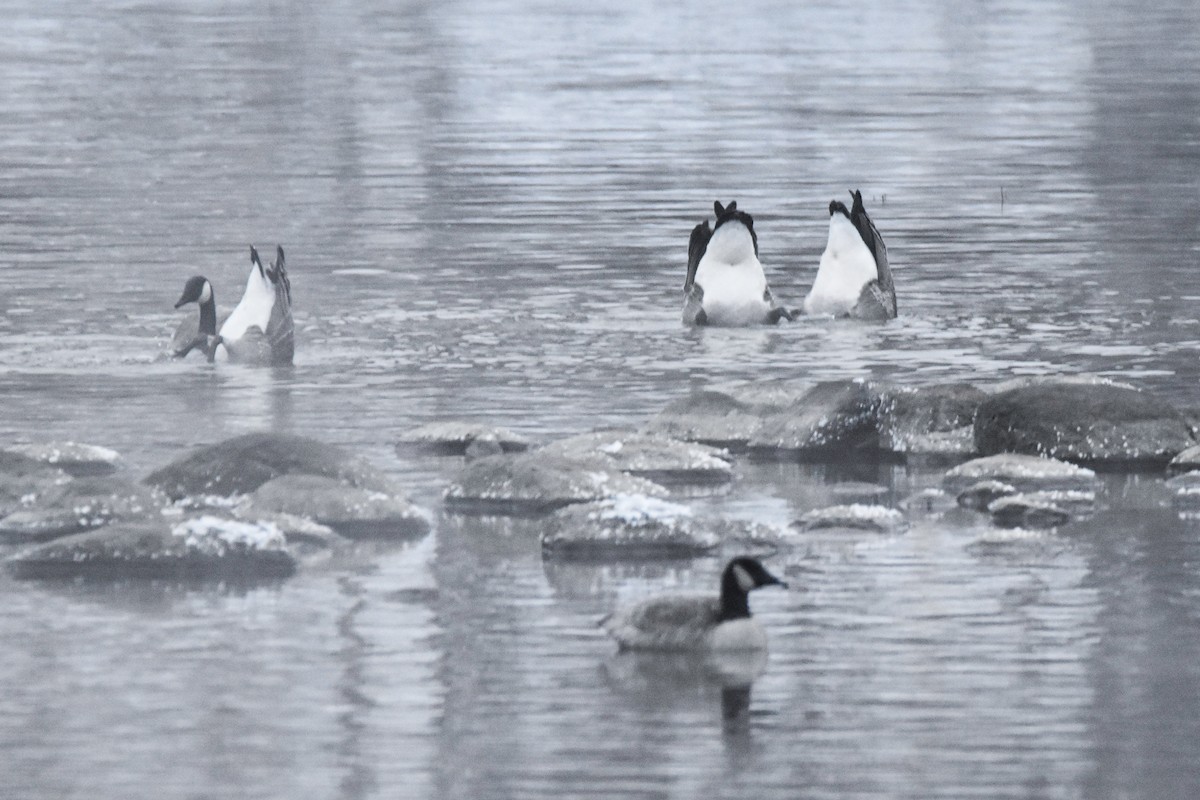 Canada Goose - ML646657183
