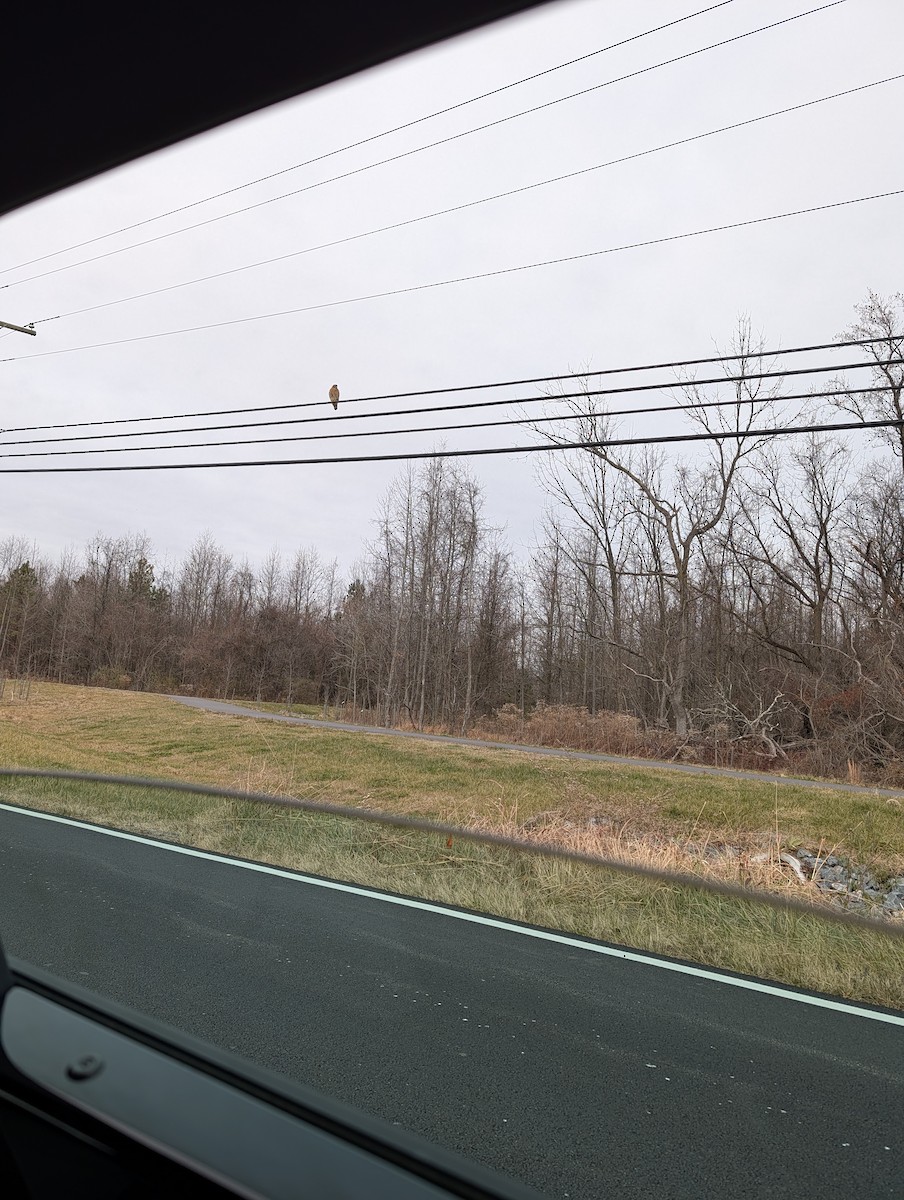 Red-shouldered Hawk - ML646657184