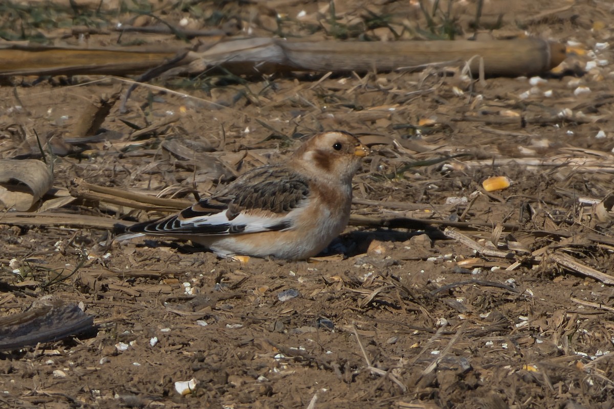 Snow Bunting - ML646657185
