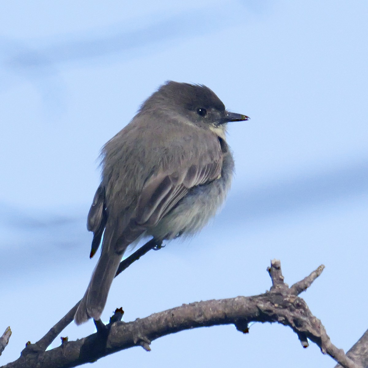 Eastern Phoebe - ML646657187