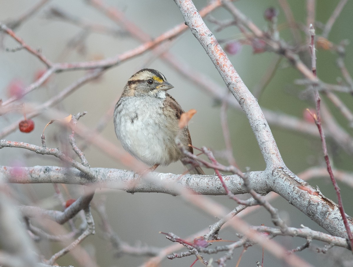 White-throated Sparrow - ML646657188
