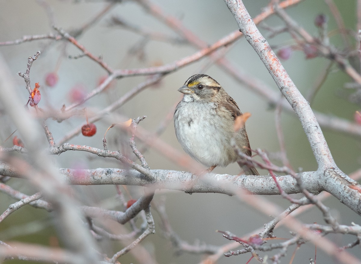 White-throated Sparrow - ML646657189