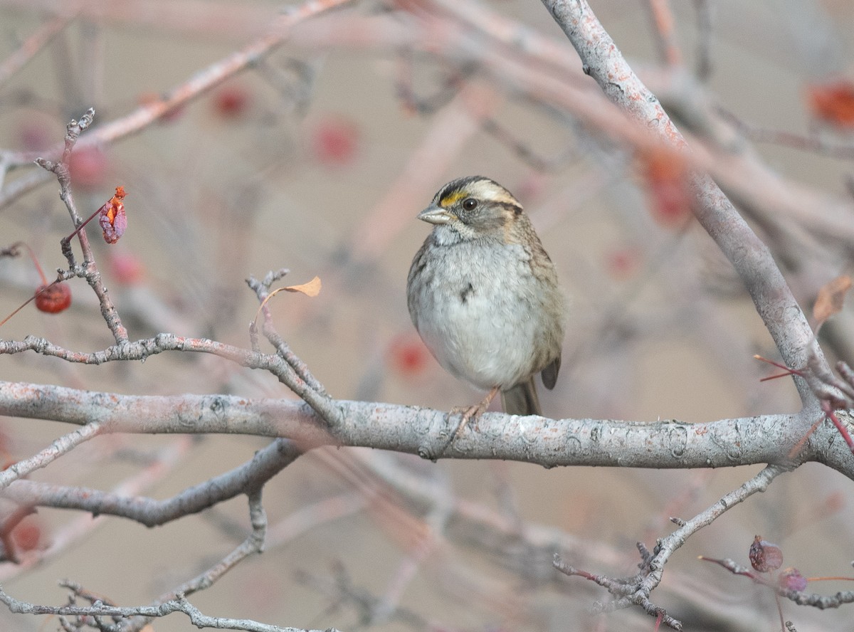 White-throated Sparrow - ML646657190