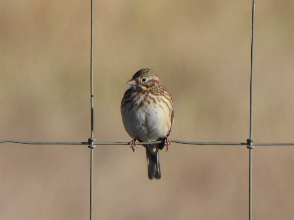 Vesper Sparrow - ML646657191