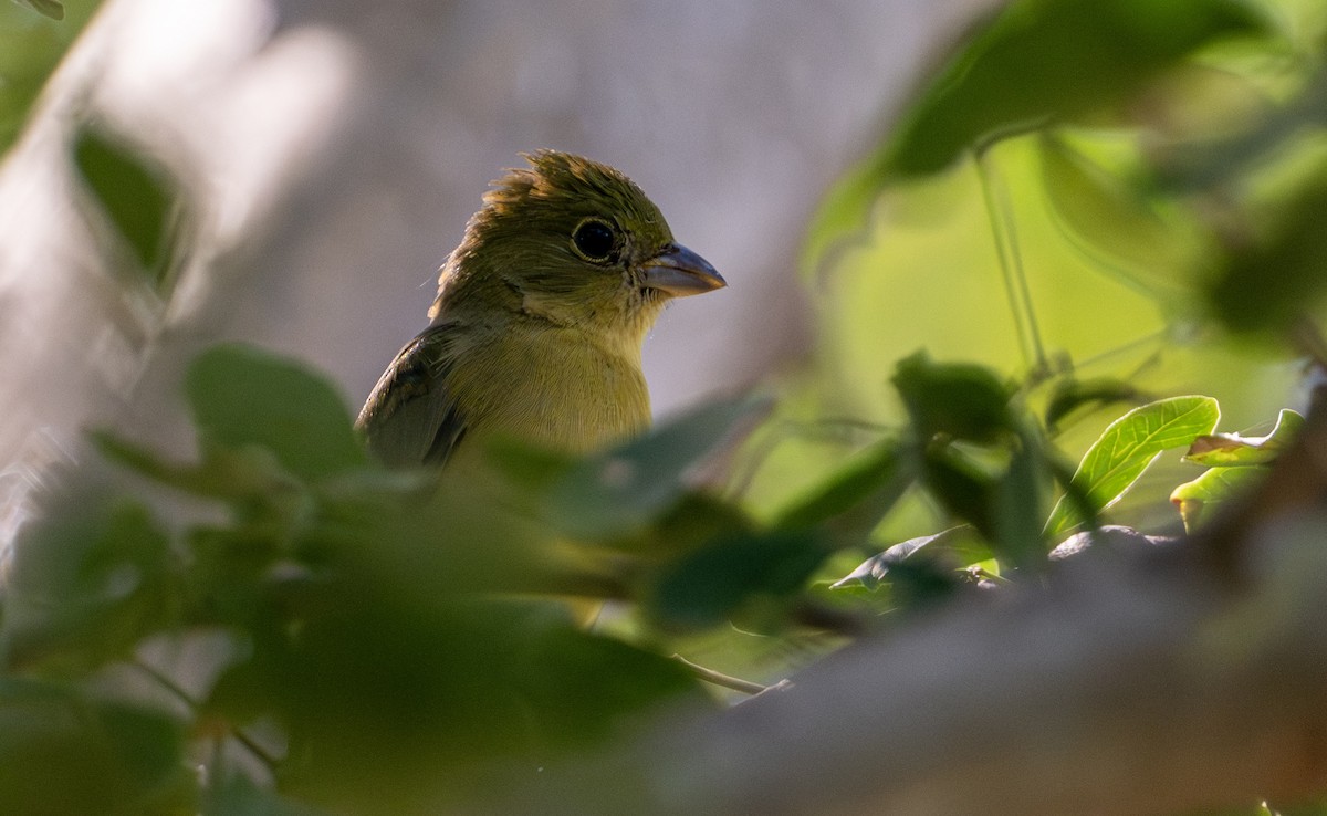 Boyalı Çinte - ML646657192