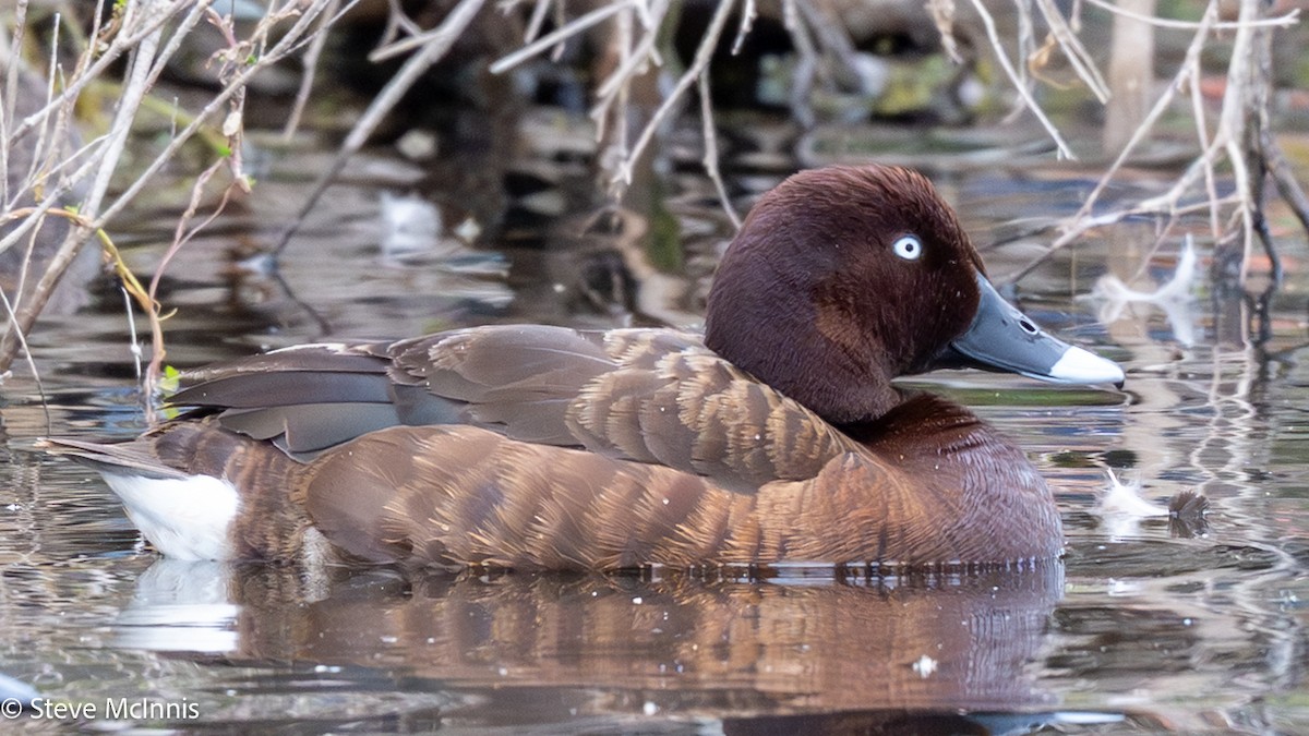 Hardhead - ML646657193