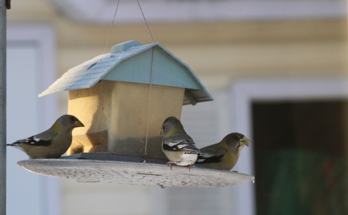 Кіпаль жовтобровий - ML646657194