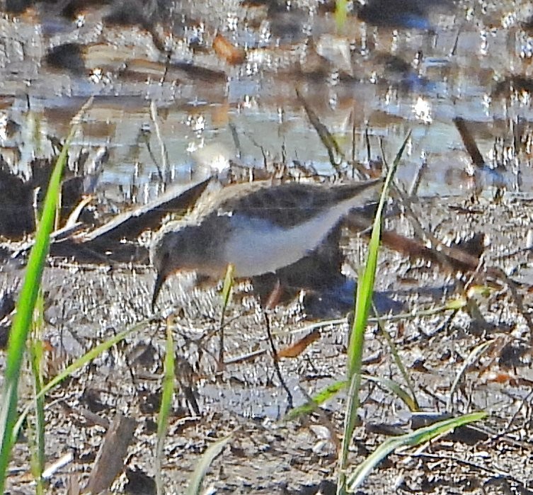 Bécasseau minuscule - ML646657198