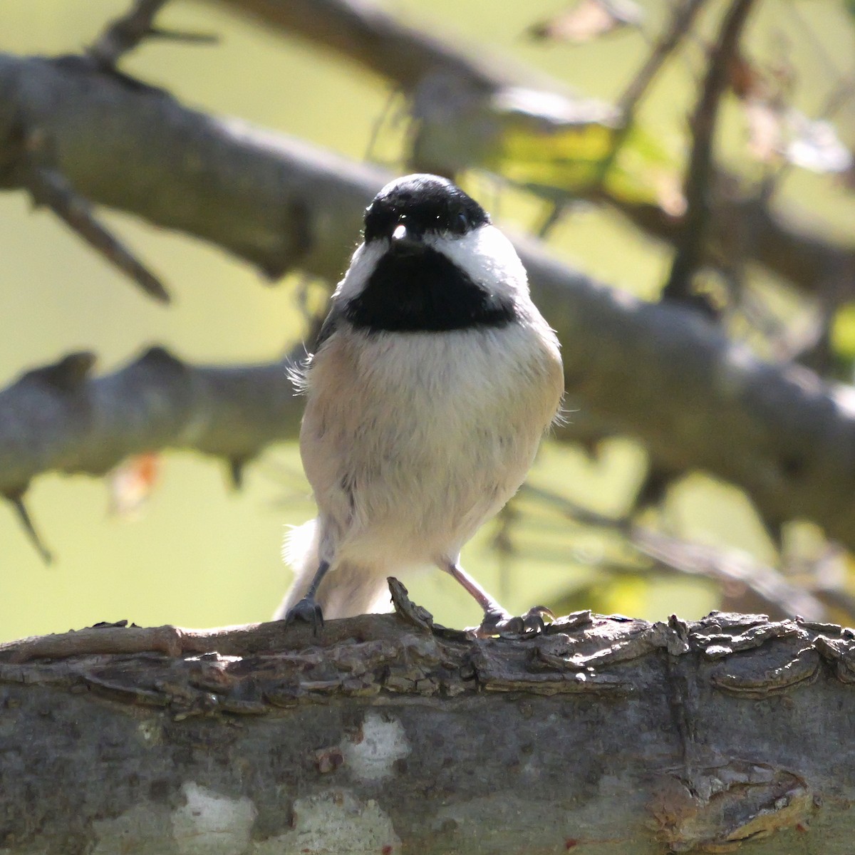 Carolina Chickadee - ML646657199