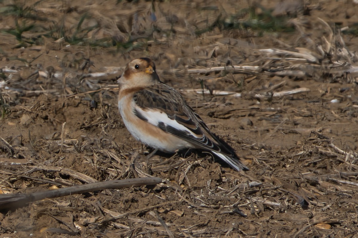 Snow Bunting - ML646657200