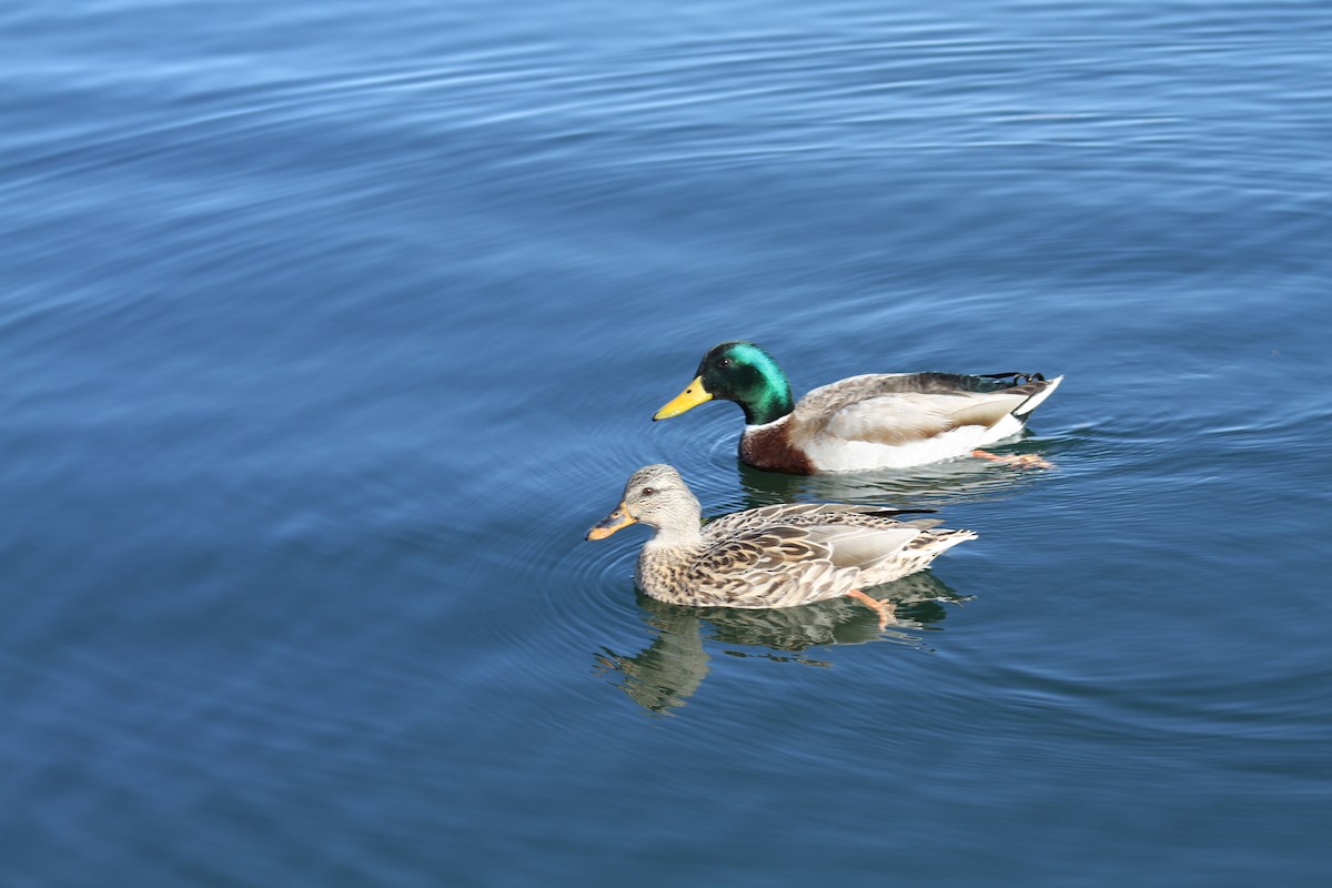 Крижень звичайний - ML646657204