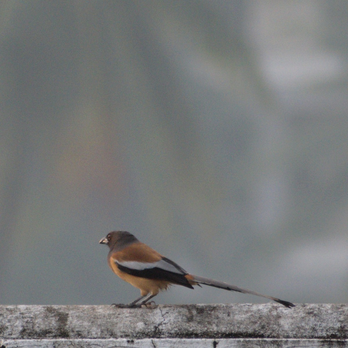 Rufous Treepie - ML646657205