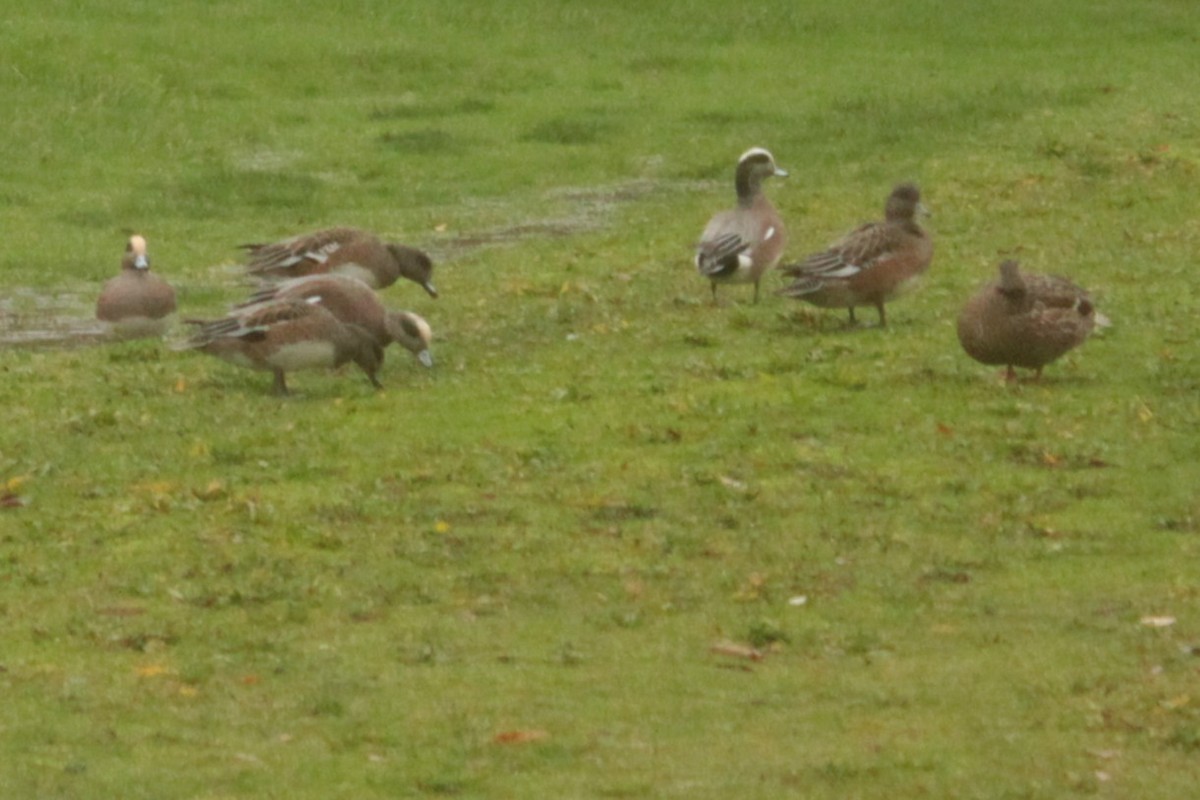 American Wigeon - ML646657206