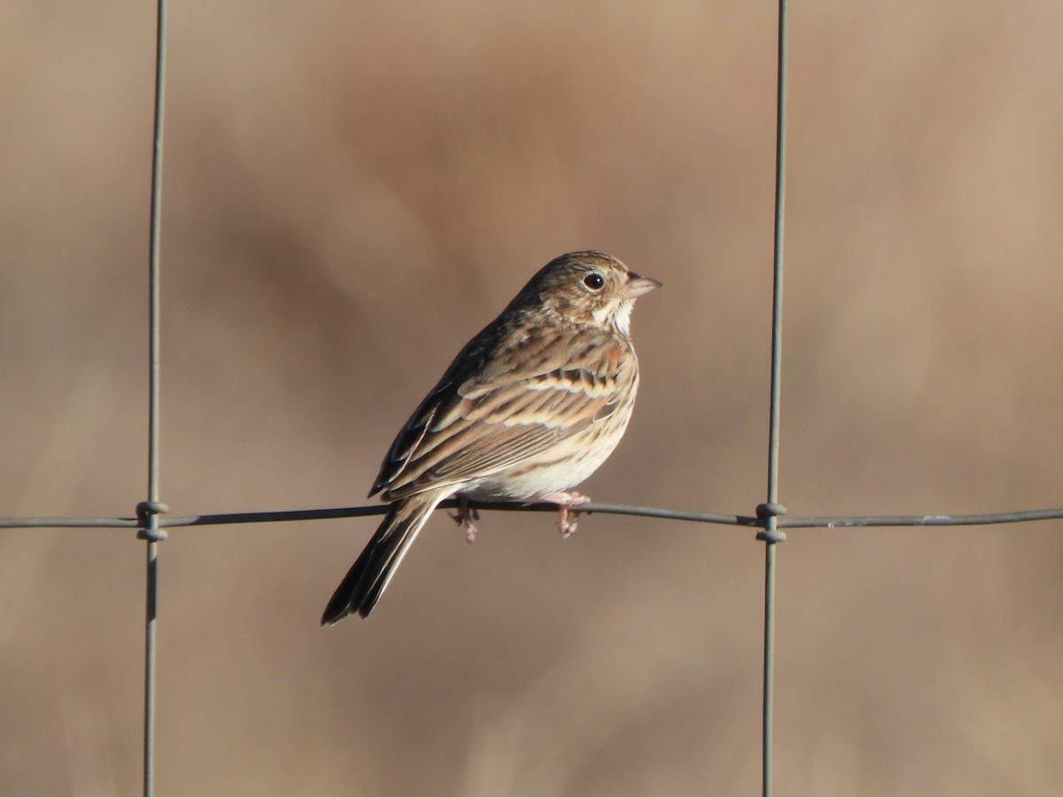 Vesper Sparrow - ML646657207