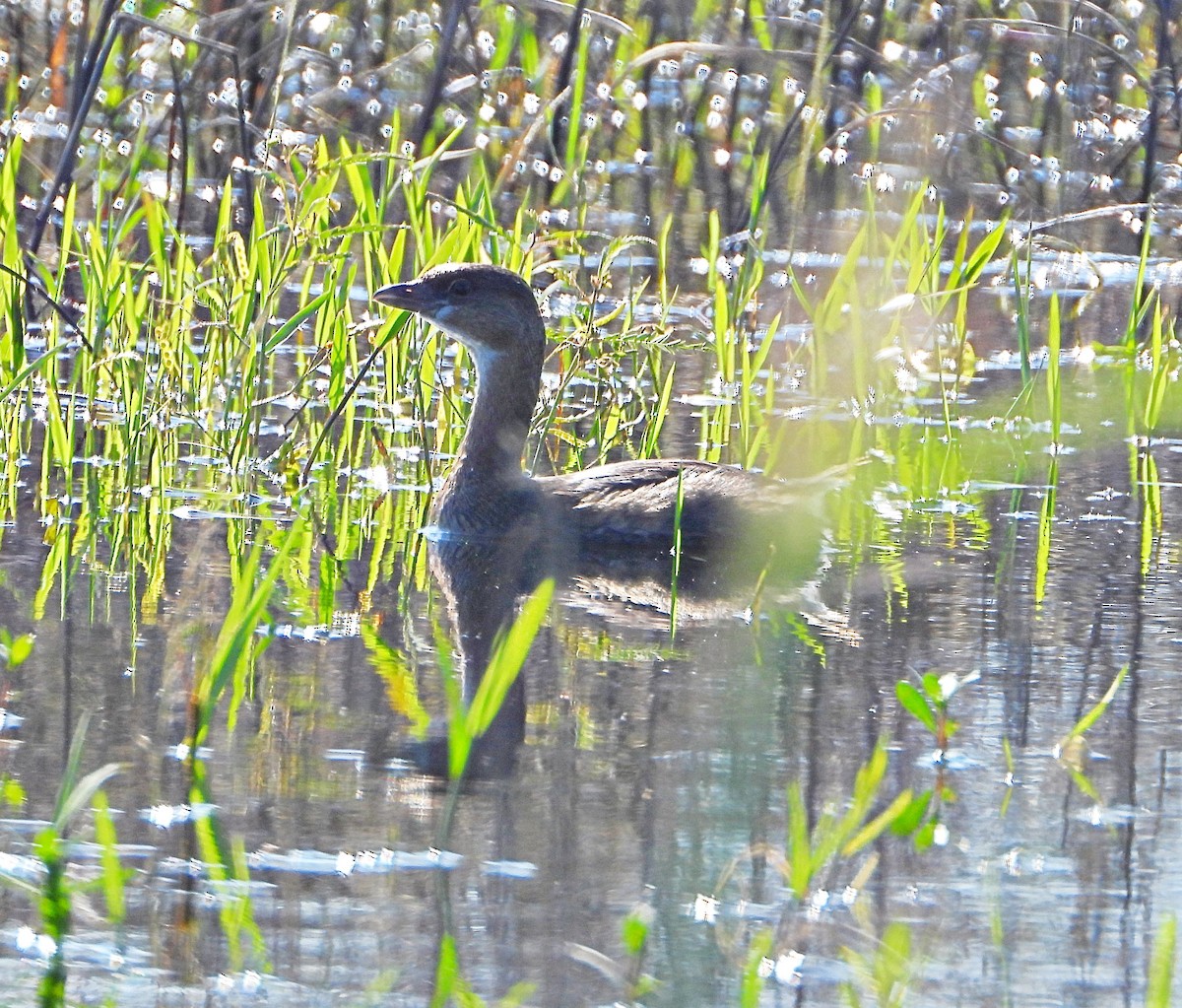 Grèbe à bec bigarré - ML646657208