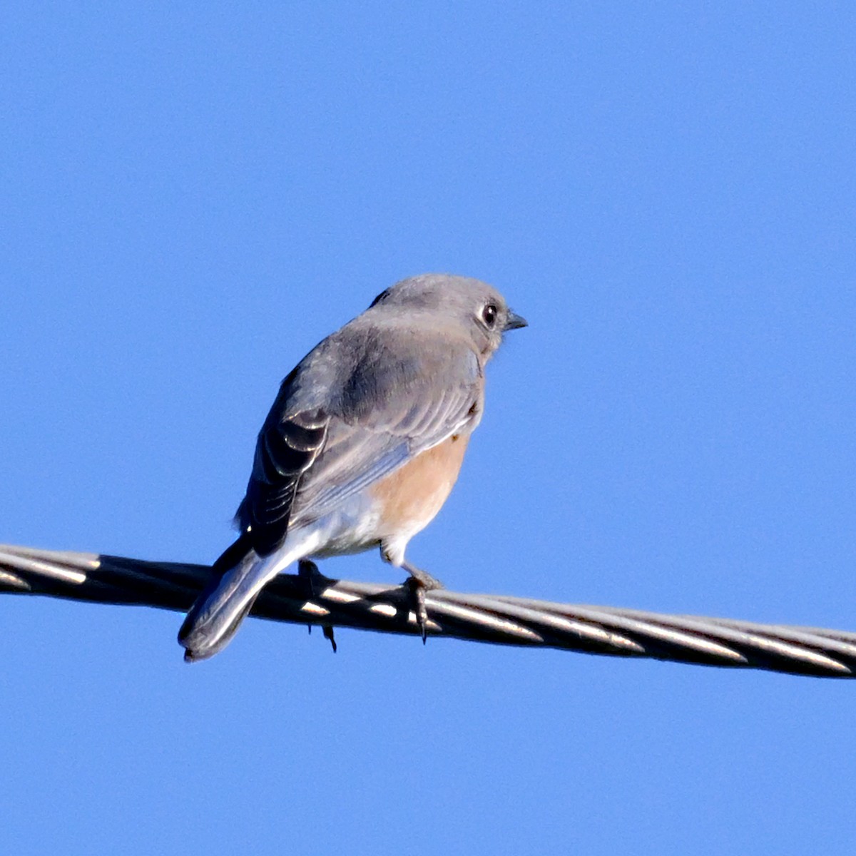Eastern Bluebird - ML646657210