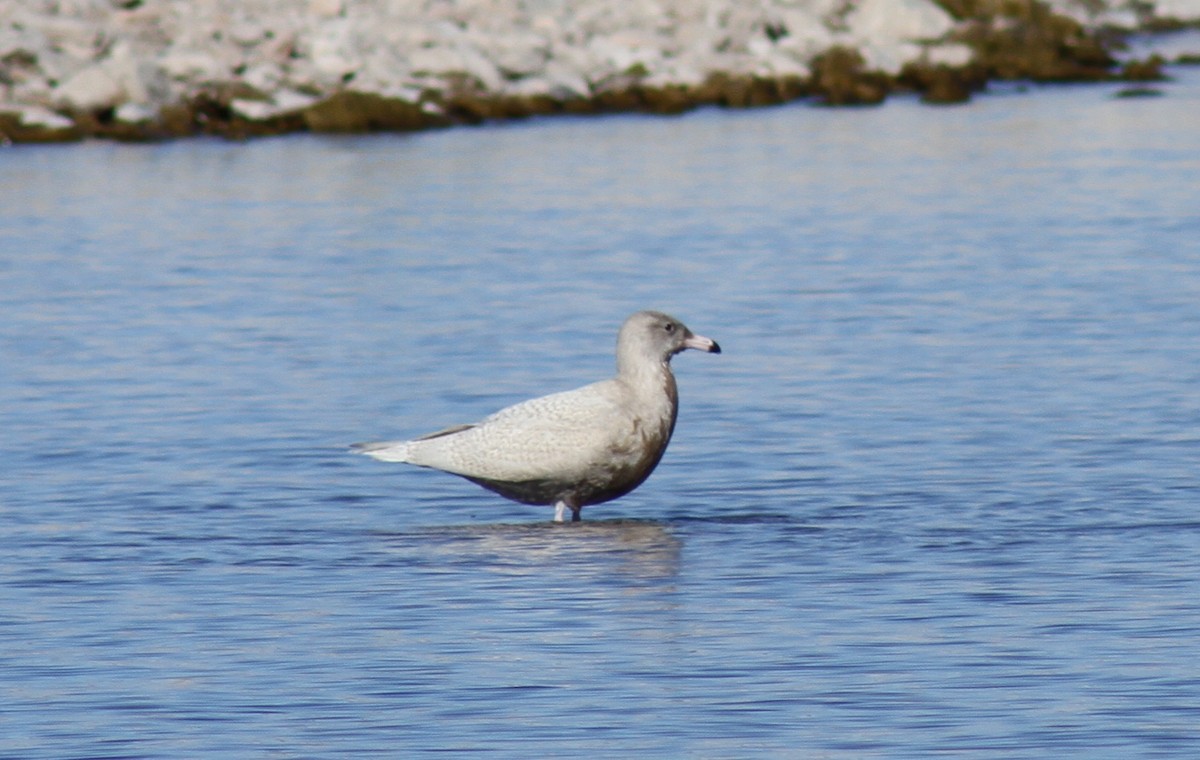 Glaucous Gull - ML646657211