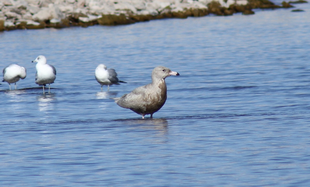 Glaucous Gull - ML646657212