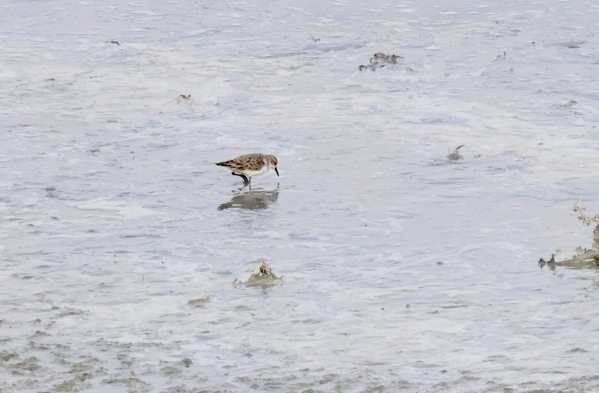 Correlimos Menudo - ML646657213