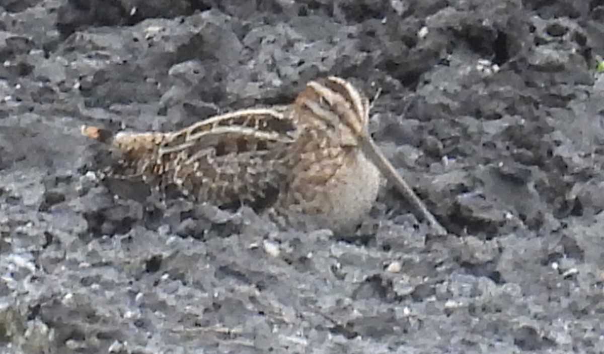 Agachadiza de Wilson - ML646657214