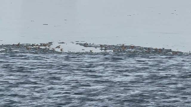 Lapland Longspur - ML646657216