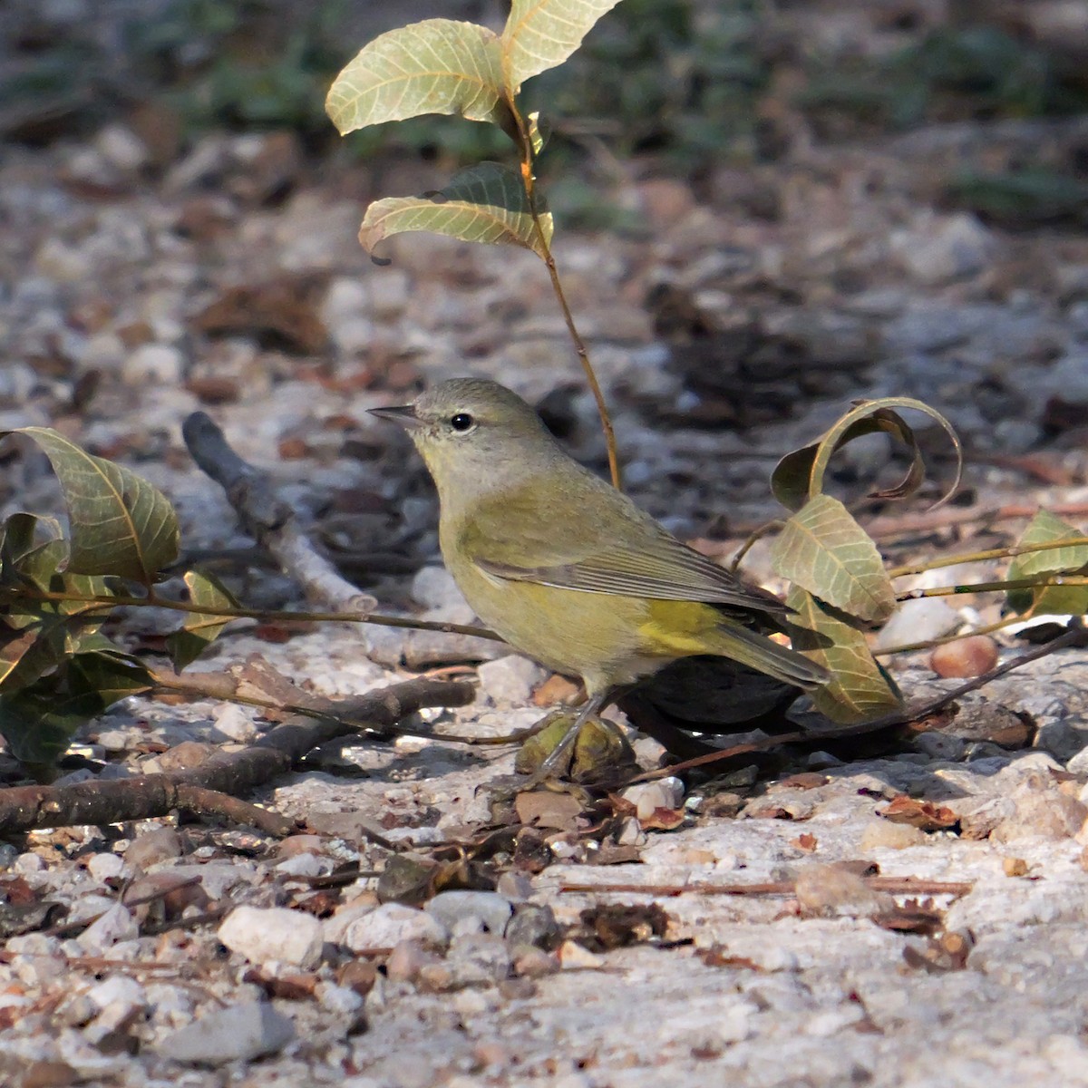 Orange-crowned Warbler - ML646657217