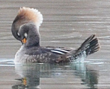 Hooded Merganser - ML646657218