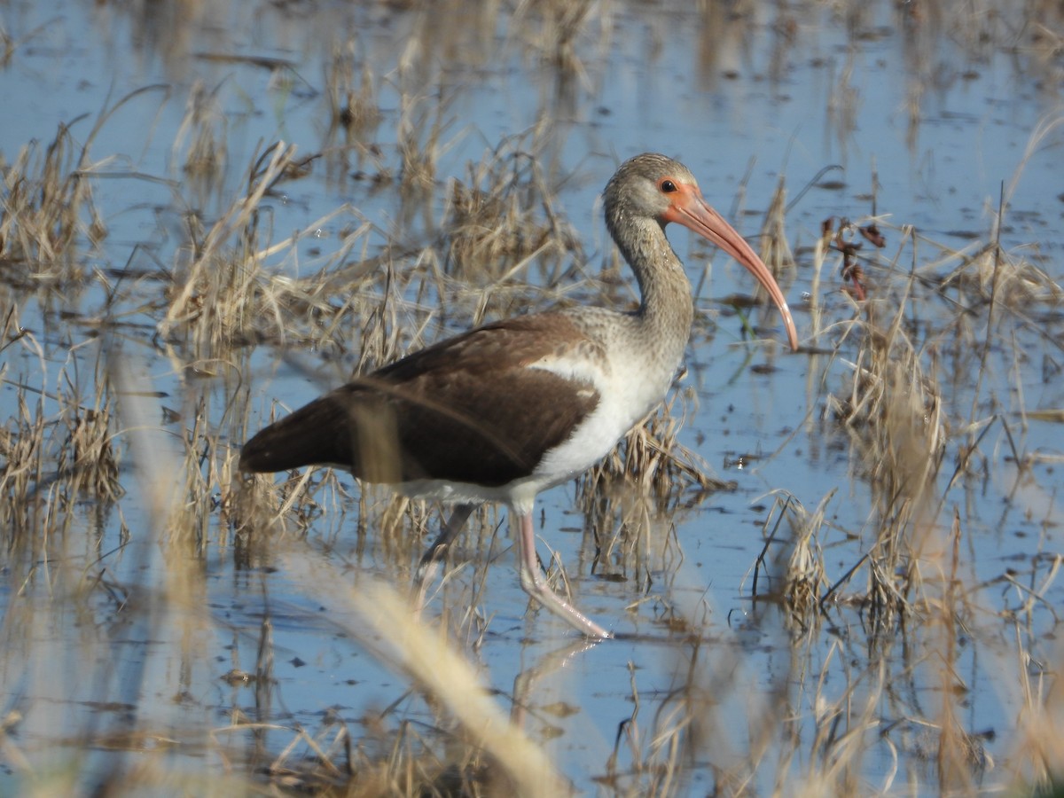 Ibis blanc - ML646657220