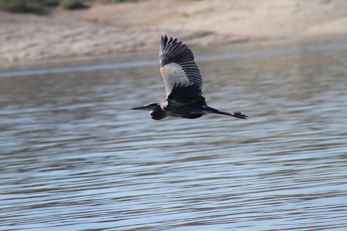 Чапля північна - ML646657221