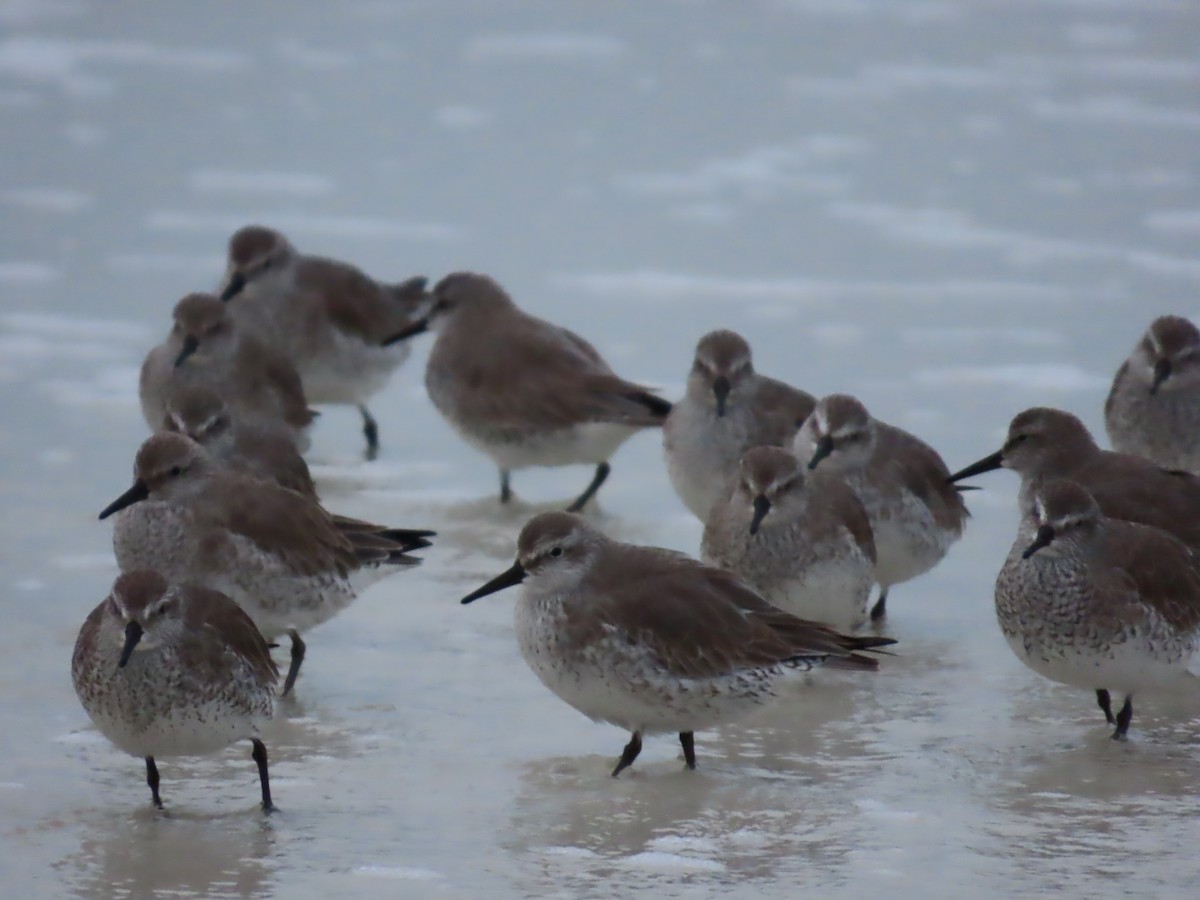 Red Knot - ML646657222