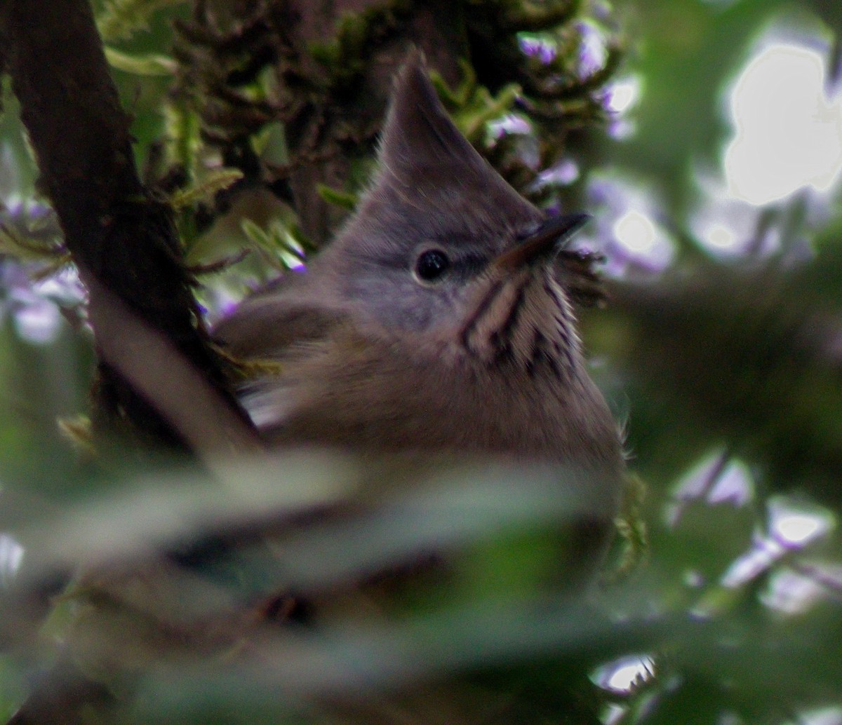 Stripe-throated Yuhina - ML646657223