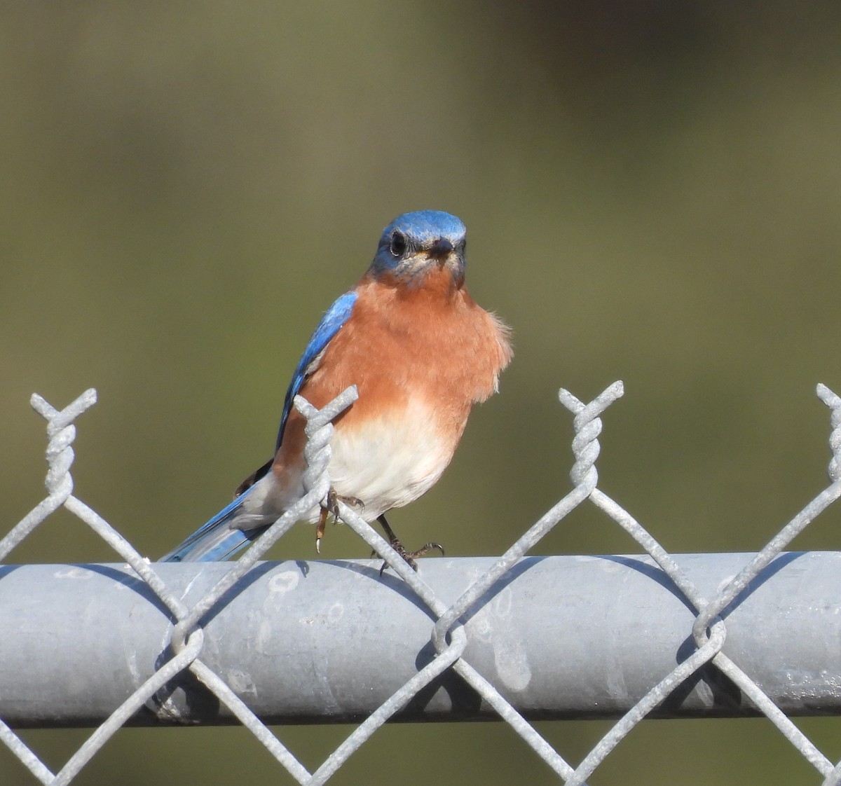 ルリツグミ - ML646657224