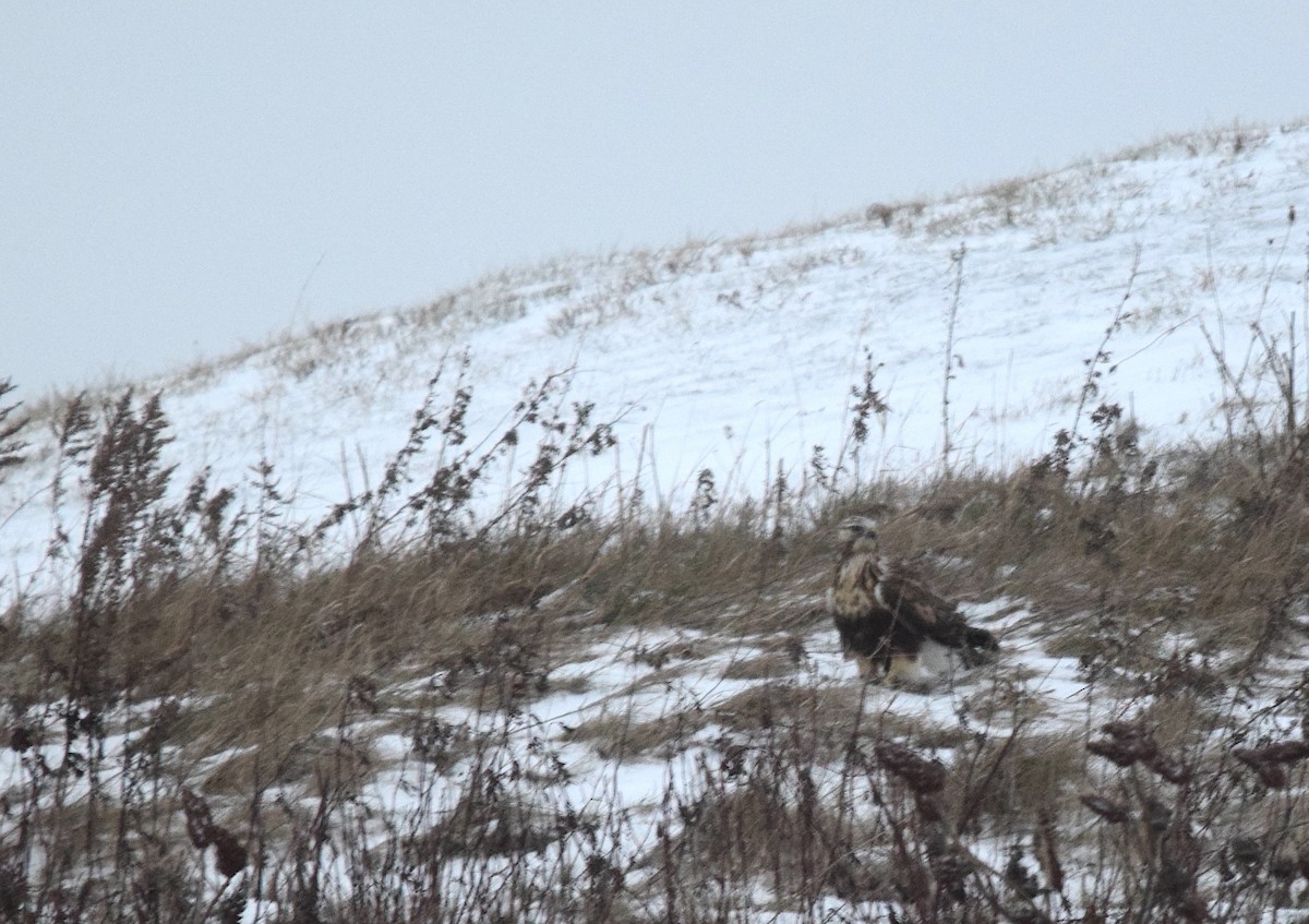 毛足鵟 - ML646657225