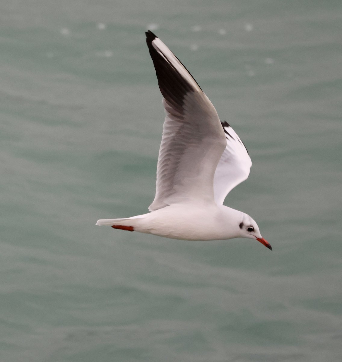 Gaviota Reidora - ML646657228