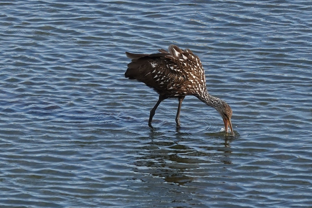 Turnayelvesi - ML646657229