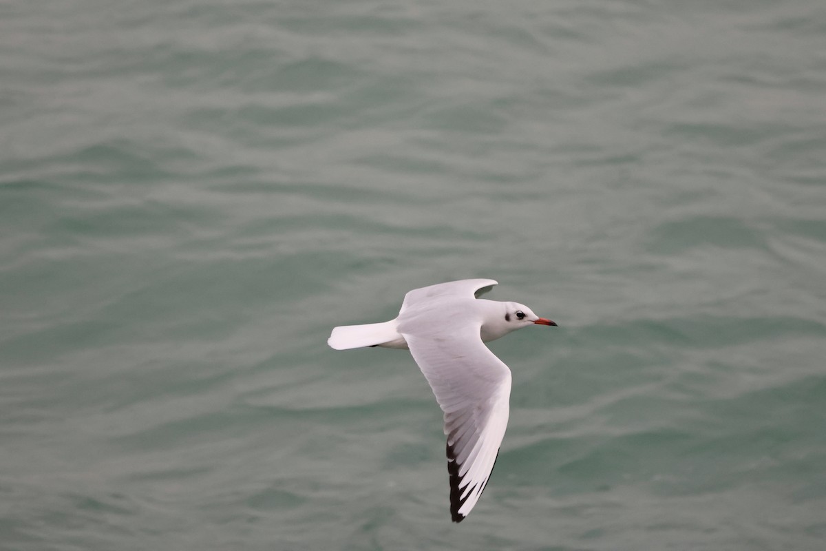Gaviota Reidora - ML646657230