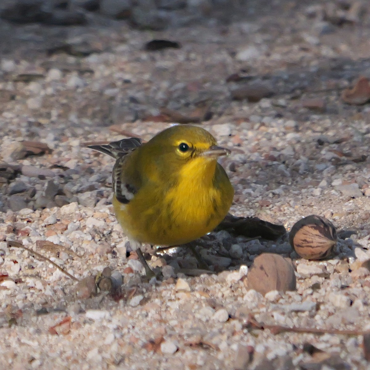 Сосновая древесница - ML646657231