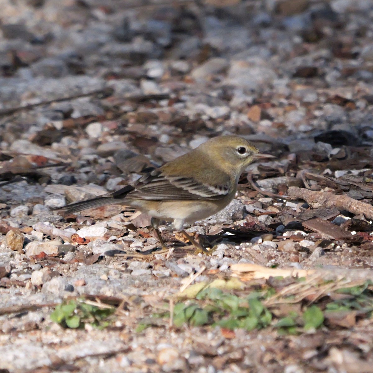 Сосновая древесница - ML646657232