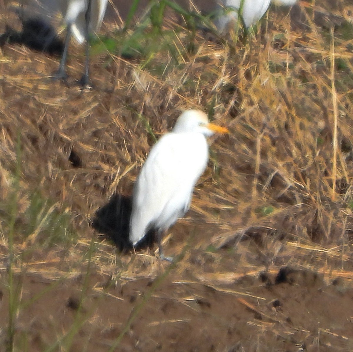 Héron garde-boeufs - ML646657234