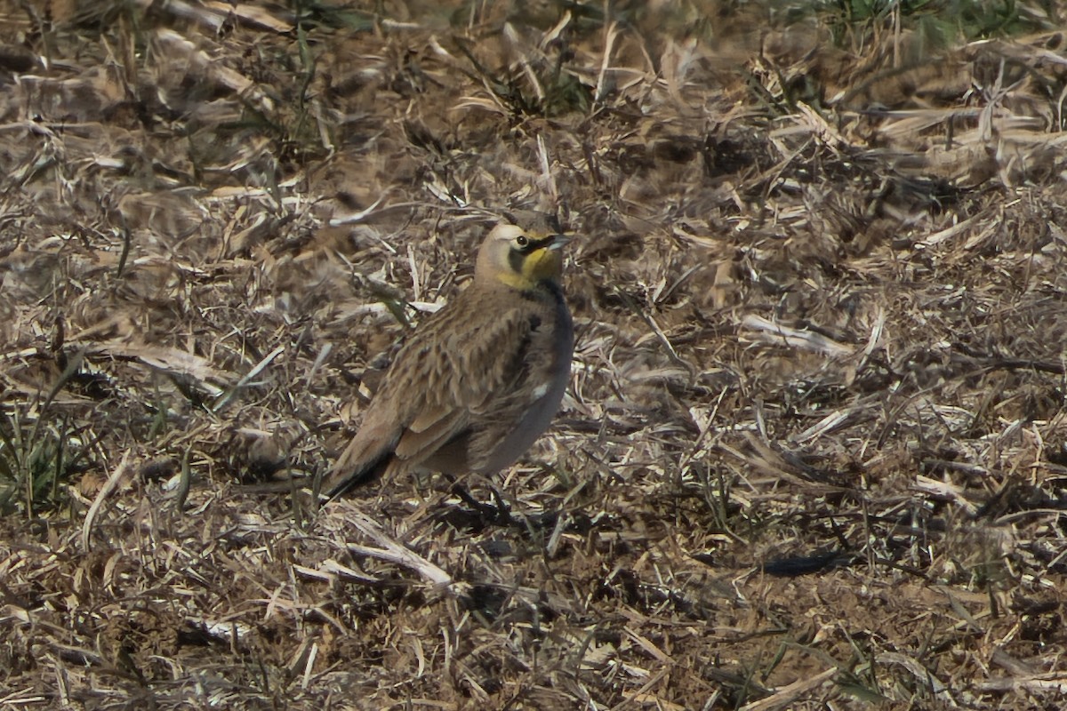 Horned Lark - ML646657235