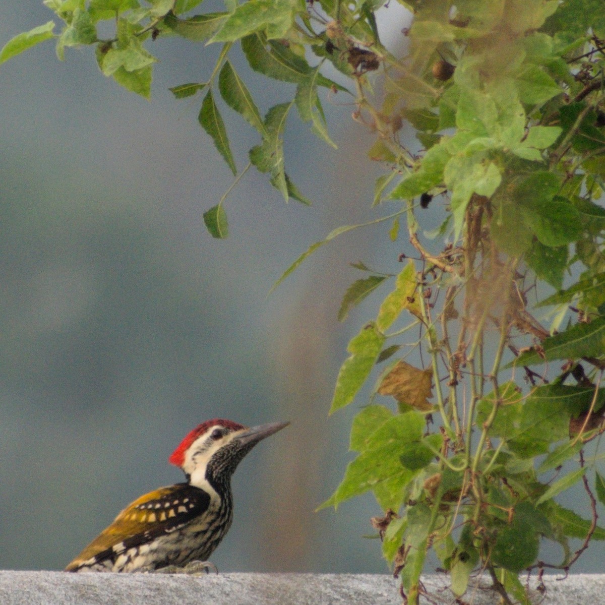 Black-rumped Flameback - ML646657238