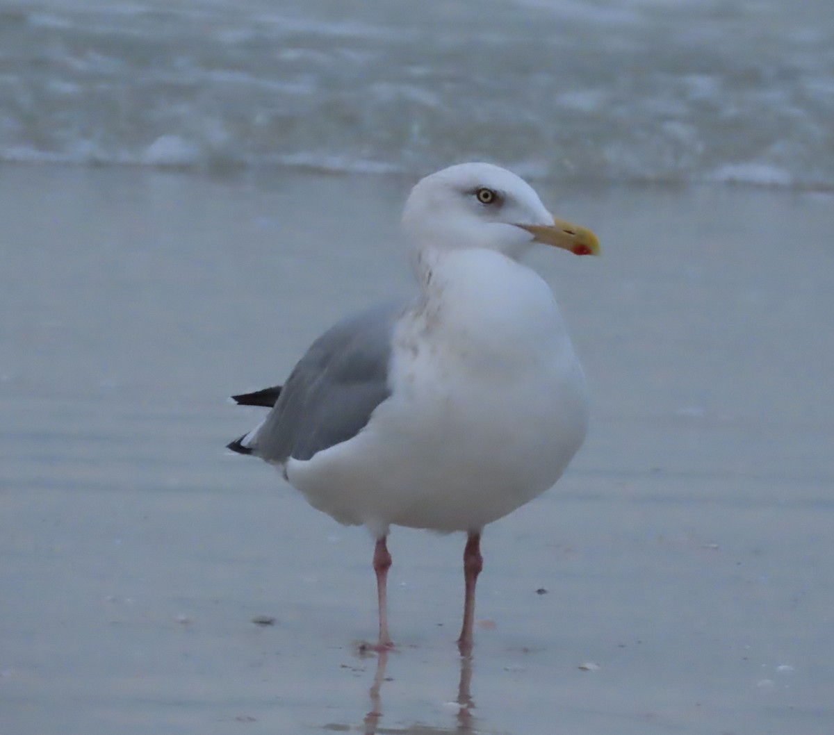American Herring Gull - ML646657240