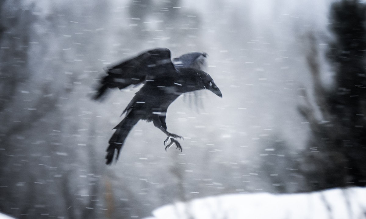 Common Raven - ML646657241