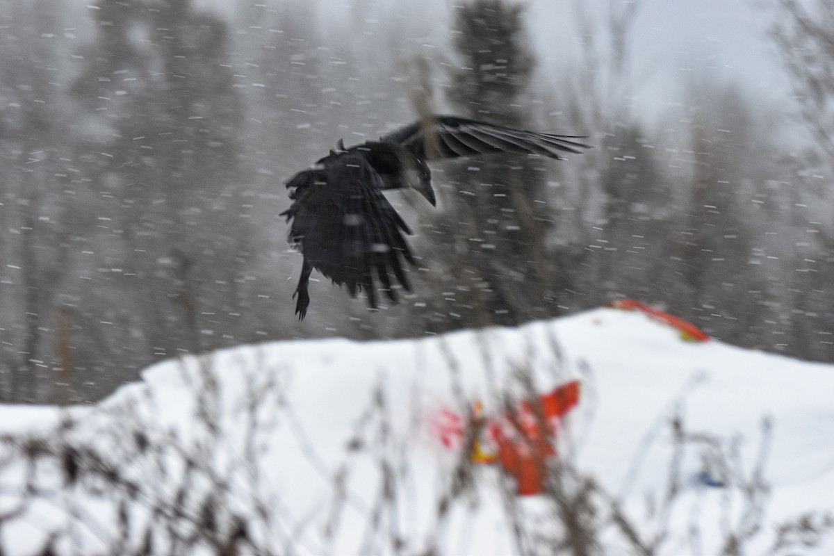 Common Raven - ML646657242